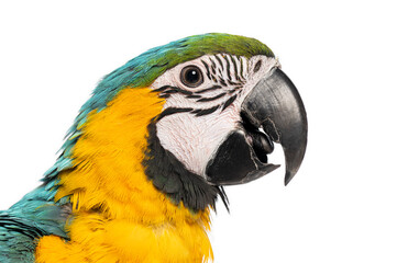 Eight month old blue and yellow macaw ara ararauna showing its colorful plumage
