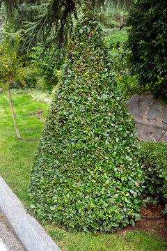 A boxwood plant (Latin B&uacute;xus) trimmed under a pyramid on a clear sunny day. Flora is the nature of a plant.