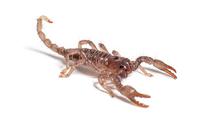 thirty-six days old Young emperor scorpion pandinus imperator on white background