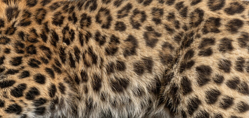 Amur leopard fur close up showing patterned texture © Eric Isselée