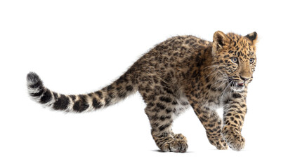 Amur leopard cub walking front view white background
