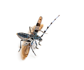 Alpine longhorn beetle rosalia longicorn flying white background