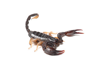 European yellow tailed scorpion on white background