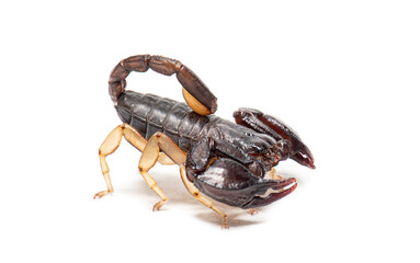 European yellow tailed scorpion on white background