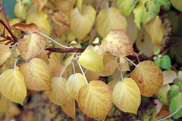 Macro image of golden coloured foliage in Autumn, Derbyshire, England
