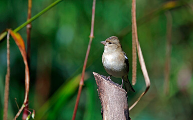 Fototapeta premium Female chaffinch perched on a log 