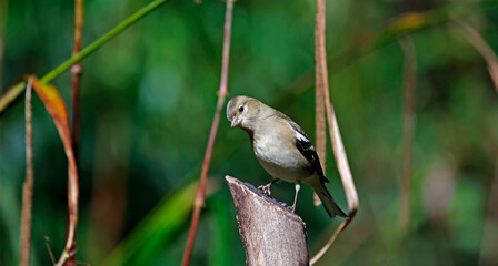 Obraz premium Female chaffinch perched on a log 