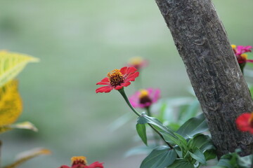 shot focusing sharply on single red zinnia flower