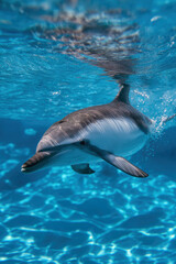 Obraz premium dolphin swimming under water in an azure blue sea