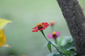 Single Red Zinnia Flower in Soft © TANIANDRI