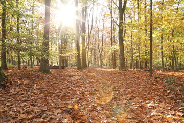 autumn in the forest