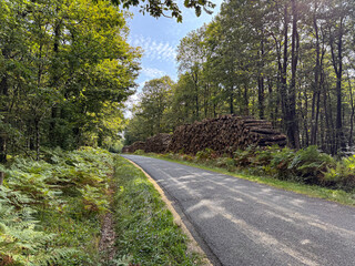 Fototapeta premium Forest road with stacked logs and green ferns