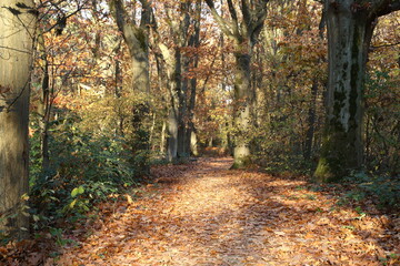 path in autumn forest