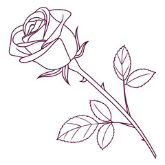pink rose vector illustration