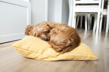Adorable curly-haired dog peacefully sleeping on a yellow cushion in a bright home interior. Cozy lifestyle moment showing calm, comfort and pet-friendly living.