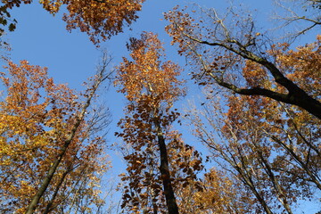 autumn trees against blue sky,  view from below