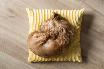Overhead shot of a small fluffy dog curled up sleeping on a yellow cushion over wooden floor. Cozy and peaceful moment, ideal for pet lifestyle and home decor themes.