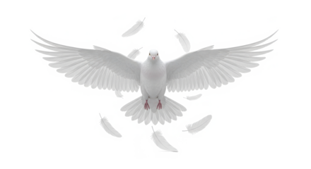 A majestic white dove in flight with its wings spread wide surrounded by falling feathers isolated on transparent background