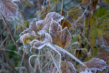 Leaves and grass in frost. Selective focus.