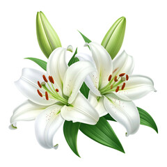 Fototapeta premium A cluster of elegant white lilies with green leaves and buds isolated on black