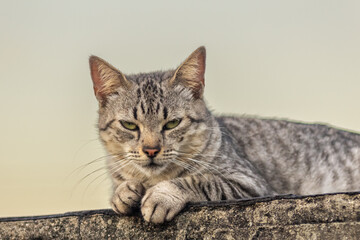Cute tabby cat lying on the wall 