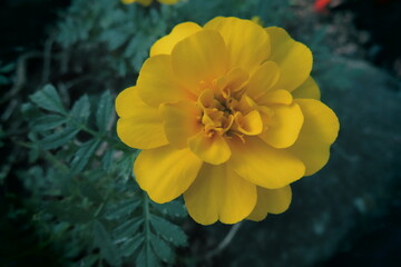 イエローマリーゴールドとグリーン