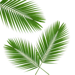 Obraz premium Three vibrant green palm fronds cascading naturally with detailed textures transparent background