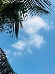Bright Blue Tropical Sky with White Clouds Framed by Dark Palm Fronds Silhouette