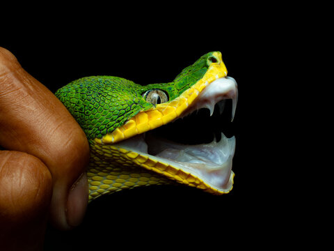 Emerald Tree Boa, Crorallus batesii