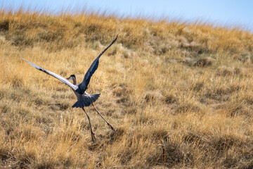 Obraz premium Crane In Flight