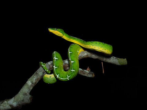 Emerald Tree Boa, Crorallus batesii