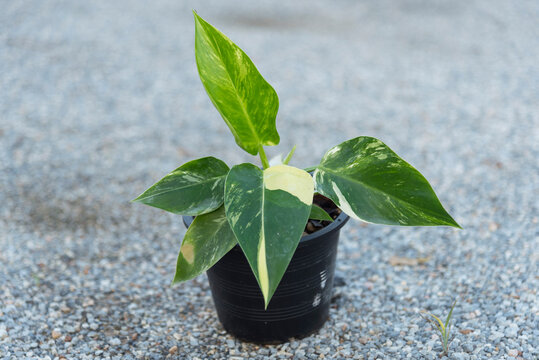 Closeup focus to Philodendron Green congo variegated 