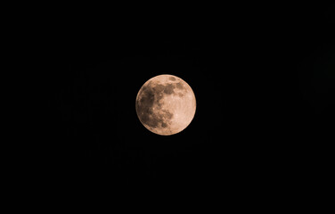 Obraz premium The November full moon, known as the Beaver Moon, is the largest and brightest supermoon of the year, seen rising through the clouds and tree branches of a forest in Tehatta, West Bengal, India
