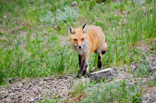 Red fox in a grassy area in Algonquin Park, Ontario, Canada