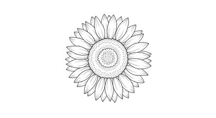 Sunflower Outline Drawing with Detailed Petals and Center on White Background