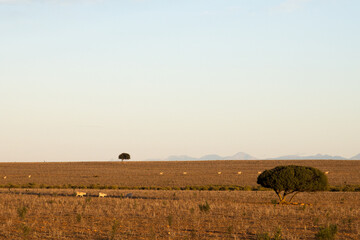 Obraz premium Early morning showing a ploughed but resting field in the Oudtshoorn district of Zebra