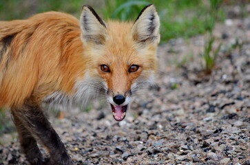 Obraz premium Red fox in a grassy area in Algonquin Park, Ontario, Canada