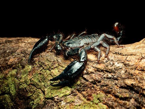 Scorpio, telson