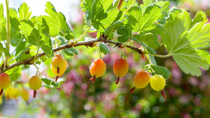 Close Up Of Gooseberries Hanging On a Gooseberry Bush.
