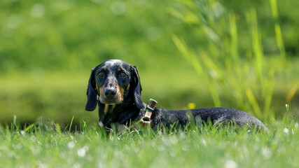 Close-up of dachshund lies on green field.