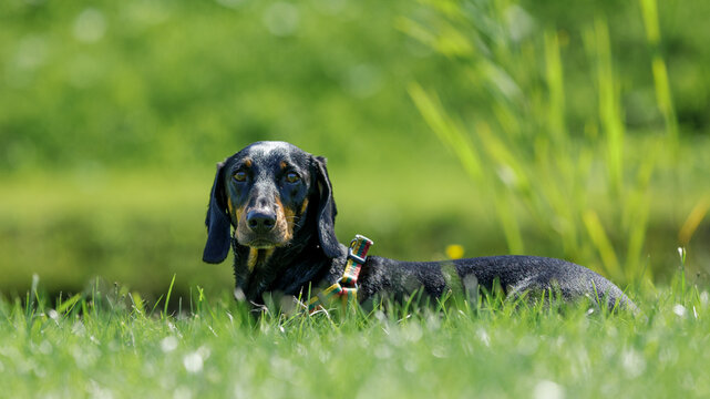 Close-up of dachshund lies on green field.