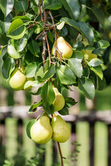 Ripe pears on a tree. Juicy pears are hanging from tree branch. Summer harvest time in orchard garden. Organic fruits closeup