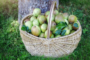 Pears sold in a braided wooden basket