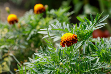 Orange marigolds aka tagetes erecta flower on the flowerbed
