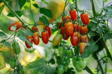 First of the small Juliette tomatoes ripening in the garden.