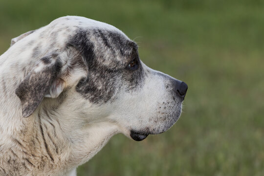 profile portrait of a large breed dog