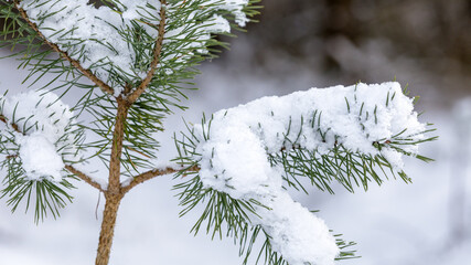 Small snow-covered tree in a snowy forest at day light.