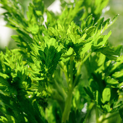 Fresh light green parsley leaves. Aromatic ingredient cooking garnish food photography close up healthy diet. Close up. Square photo