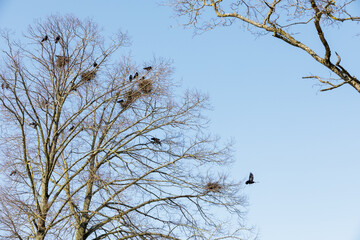 A dry tree in early spring is covered with black crows, photographed against a blue sky background