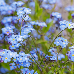 Blue forget me not flowers blooming on green background (Forget-me-nots, Myosotis sylvatica, Myosotis scorpioides). Spring blossom background. Closeup.